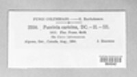 Puccinia caricina image